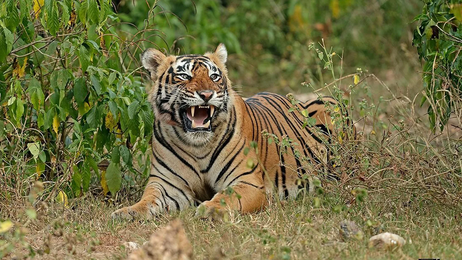 sariska-national-park